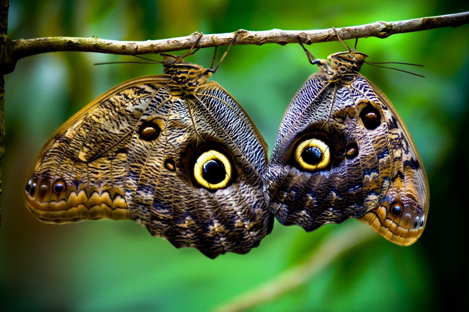 Evolution's Artistic Touch: How Eyespots Form (image credits: wikimedia)