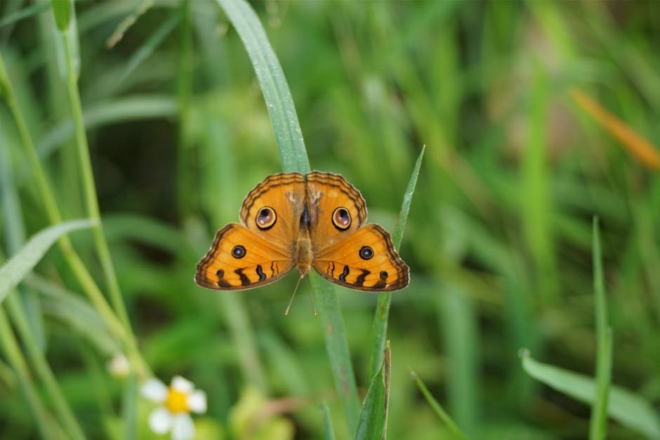 Butterflies and Moths: Masters of Illusion (image credits: pexels)