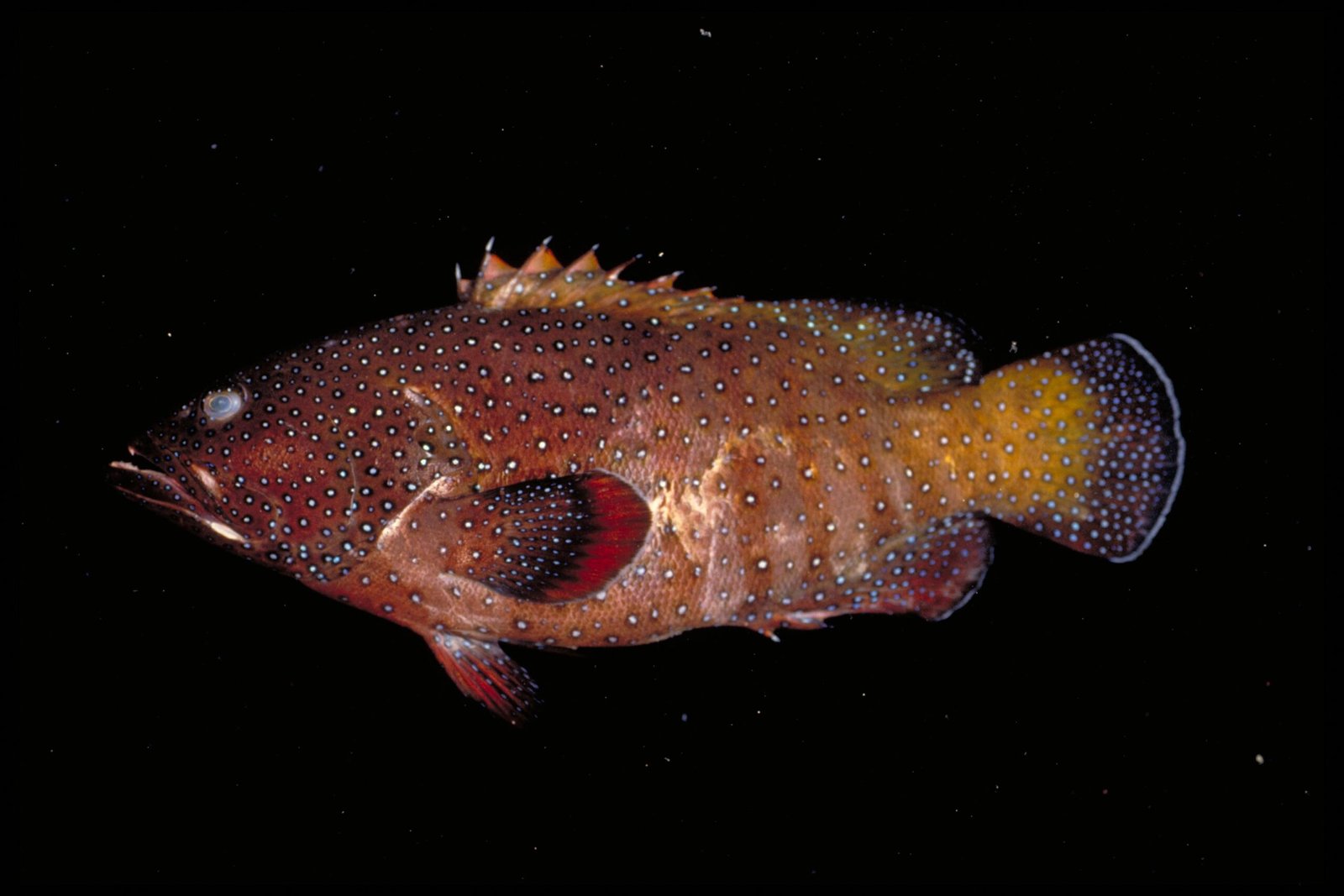 Fish and Their Underwater Deceptions (image credits: wikimedia)