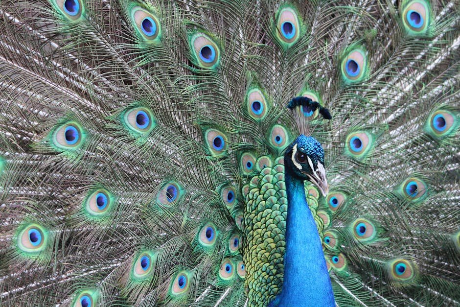 The Role of Eyespots in Bird Plumage (image credits: pexels)