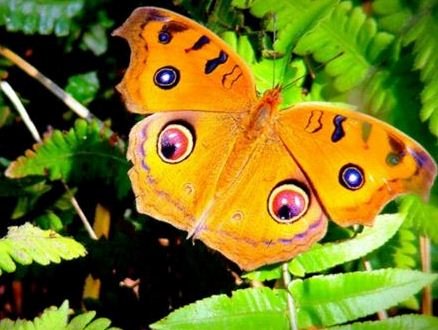 Camouflage vs. Deception: A Delicate Balance (image credits: wikimedia)
