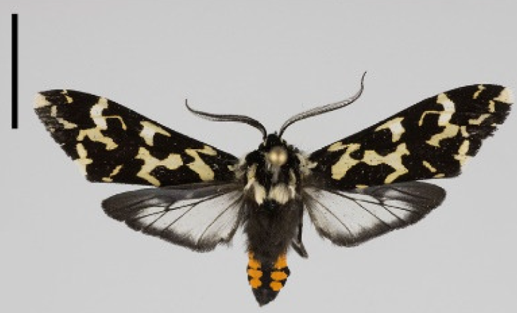 Eyespots and the Theory of Aposematism (image credits: wikimedia)