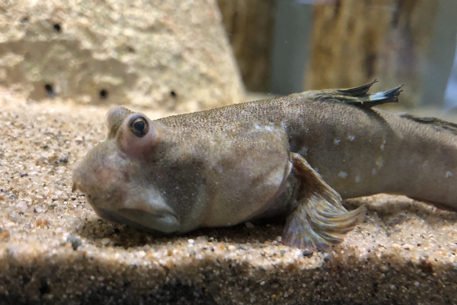 Comparing Mudskippers with Early Tetrapods (image credits: wikimedia)