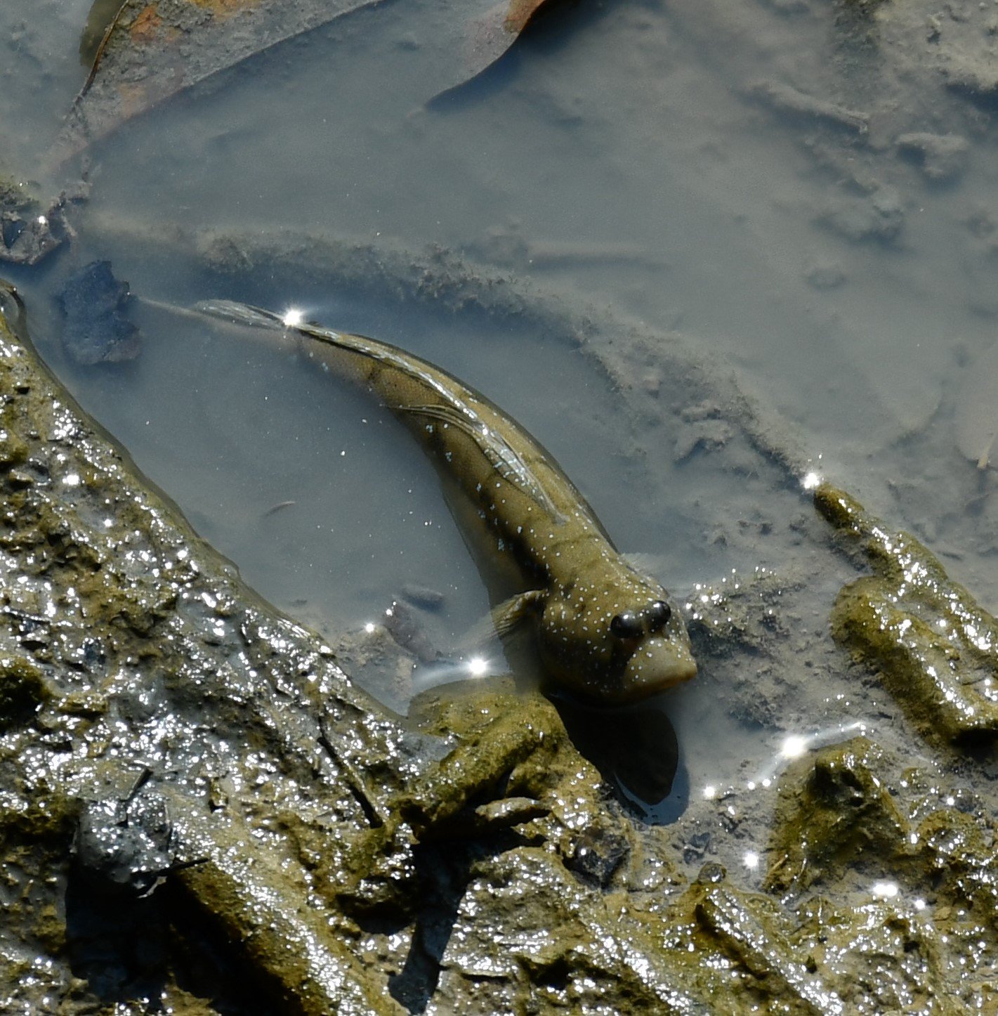 The Role of Mudskippers in Modern Ecosystems (image credits: wikimedia)