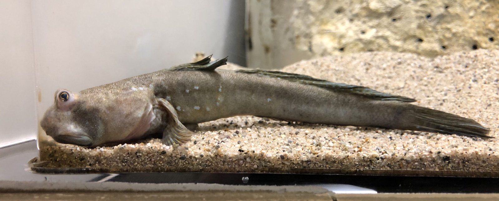 The Future of Mudskipper Research (image credits: wikimedia)
