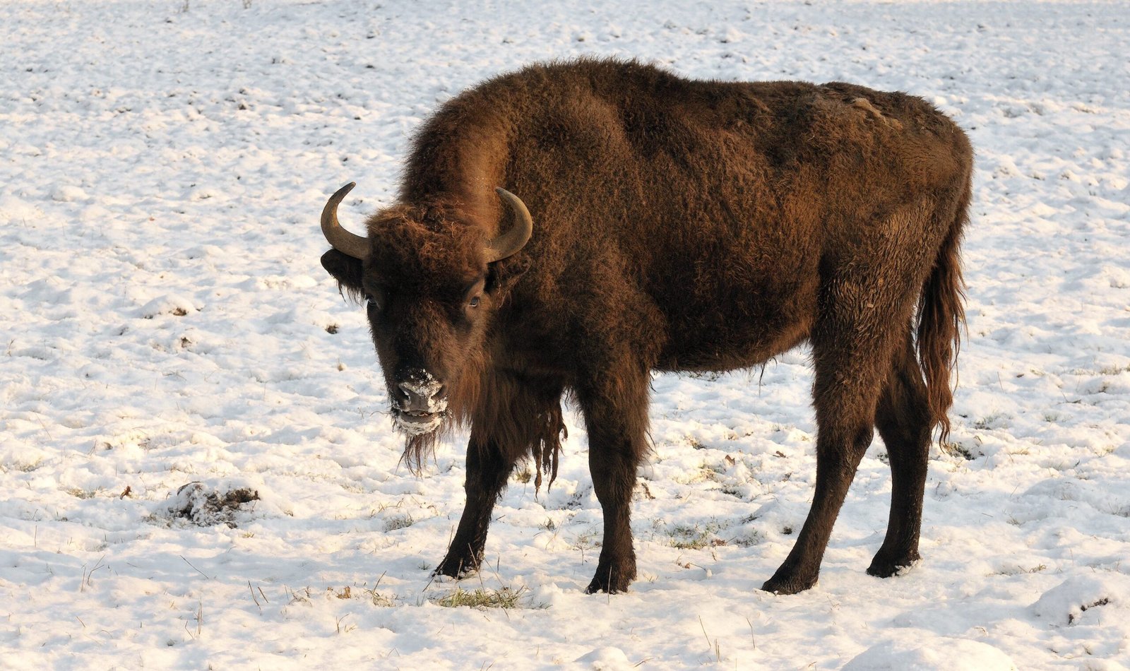 The Historical Decline of the European Bison (image credits: wikimedia)