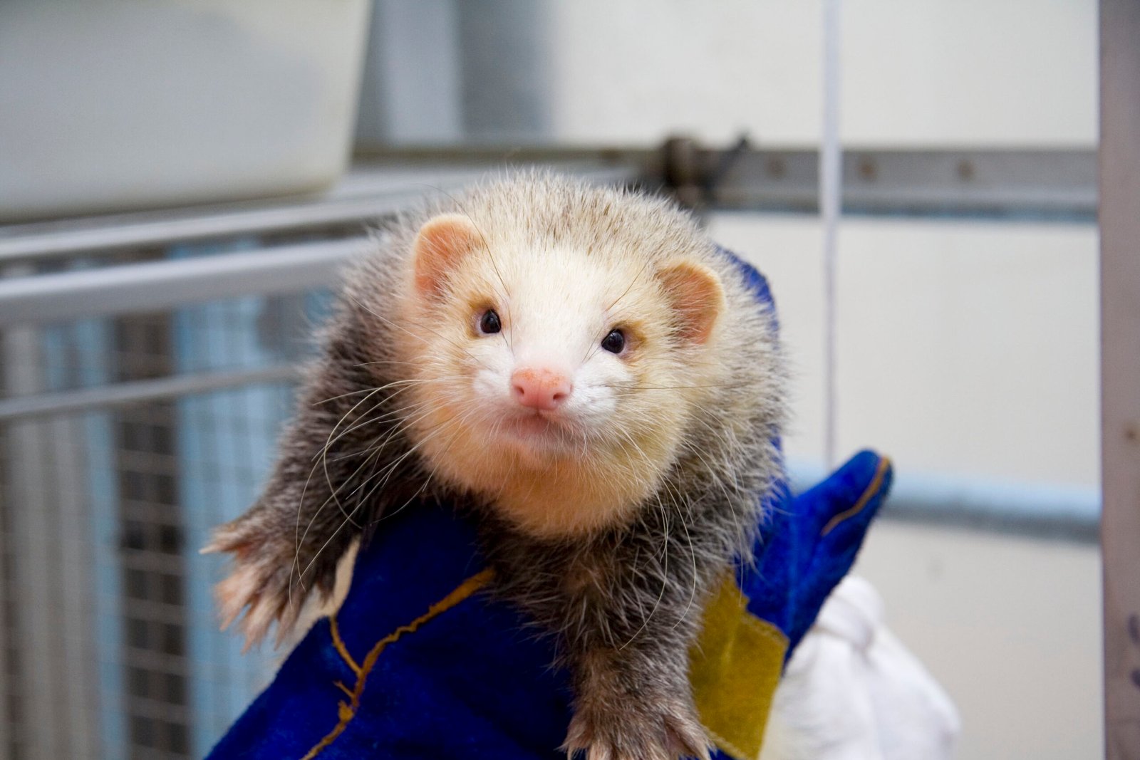 Felicia's Place in History (image credits: wikimedia)