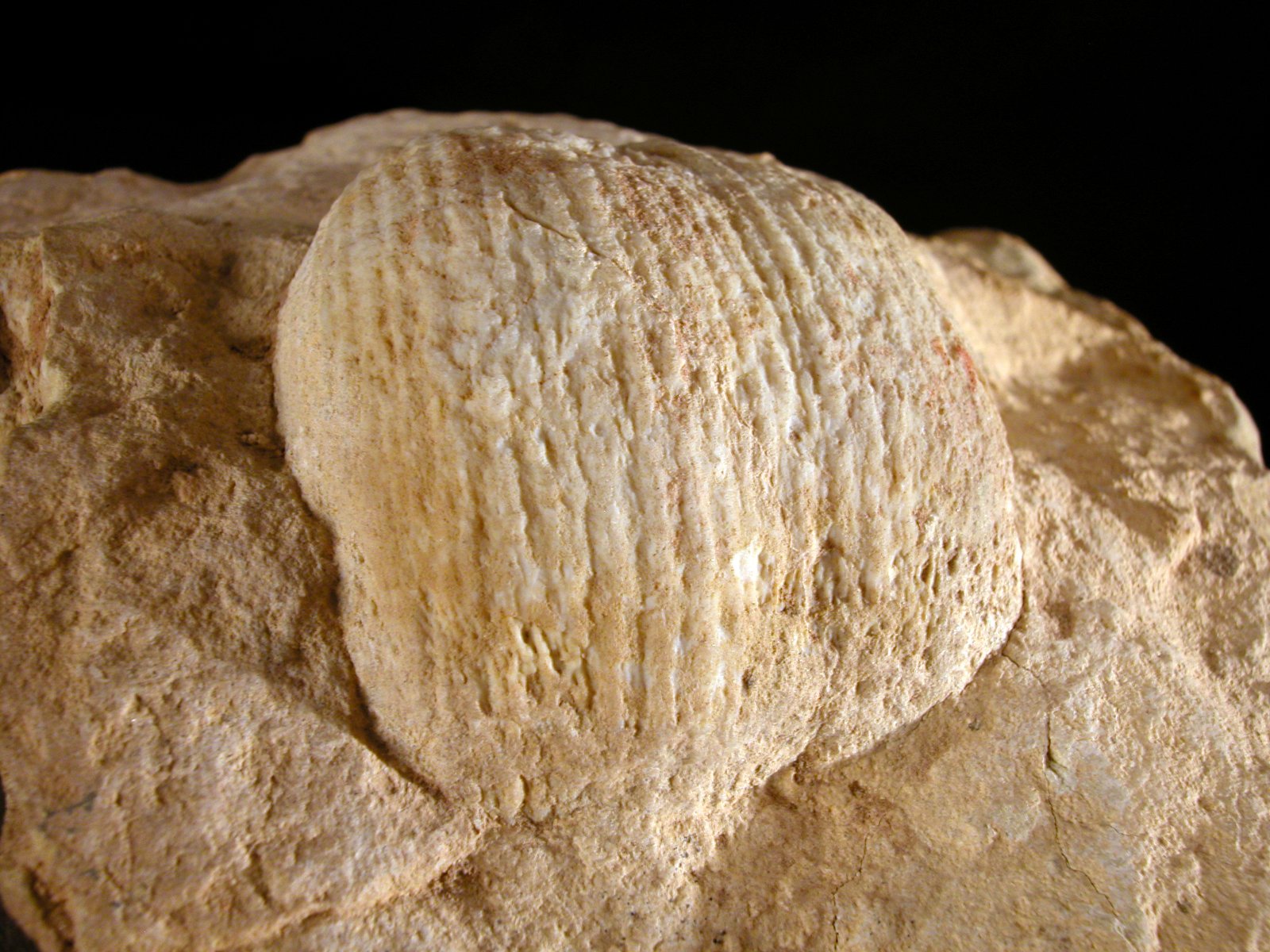 The Nearby Kaibab Limestone (image credits: wikimedia)