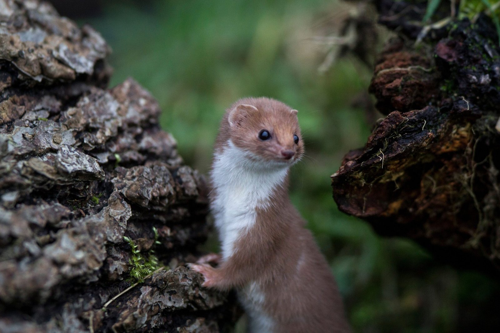 Anecdotal Evidence: Nature's Early Warning System? (image credits: wikimedia)