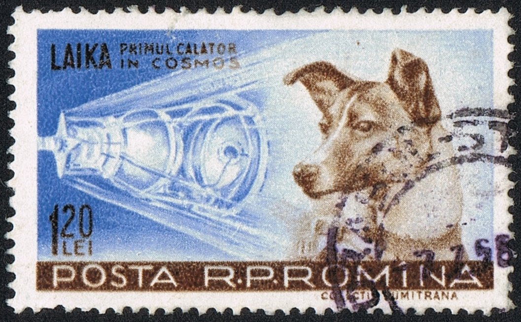 From Streets to Stars: The Selection of Laika (image credits: wikimedia)