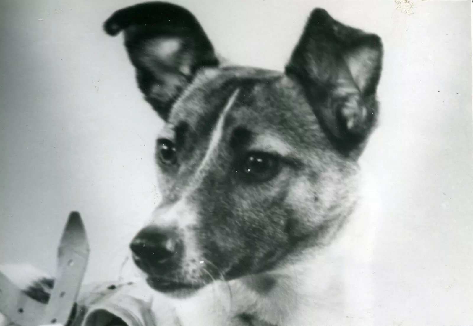 The Dog That Went to Space: The Story of Laika, the First Living Creature in Orbit