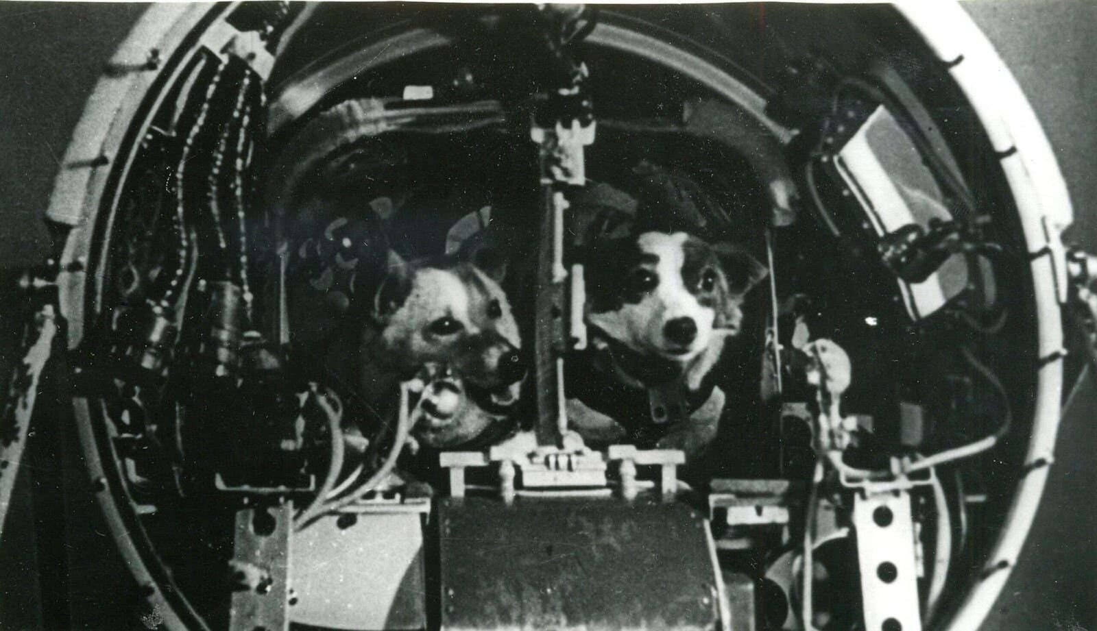 The Legacy of Laika: Inspiring Future Generations (image credits: wikimedia)