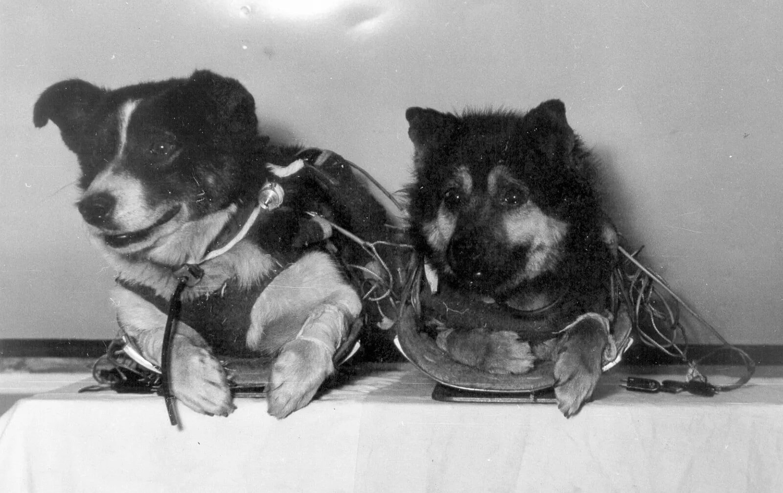 Reflections on Laika's Journey: Lessons Learned (image credits: wikimedia)