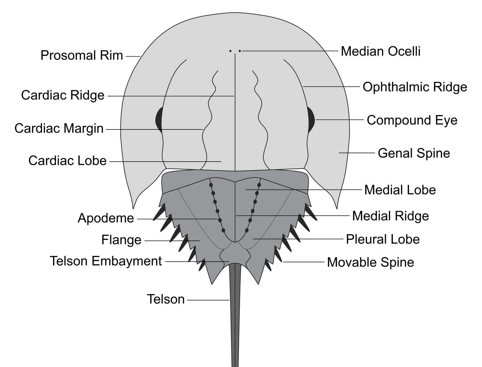 A Look at Their Unique Physiology (image credits: wikimedia)