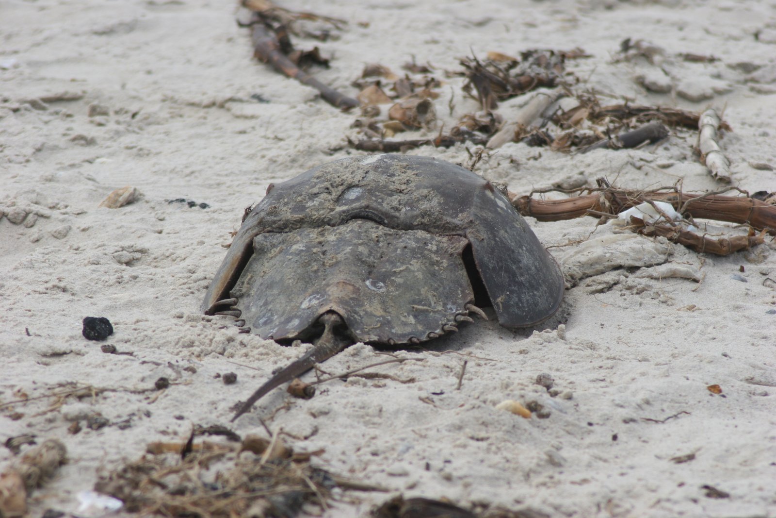Challenges and Conservation Efforts (image credits: wikimedia)