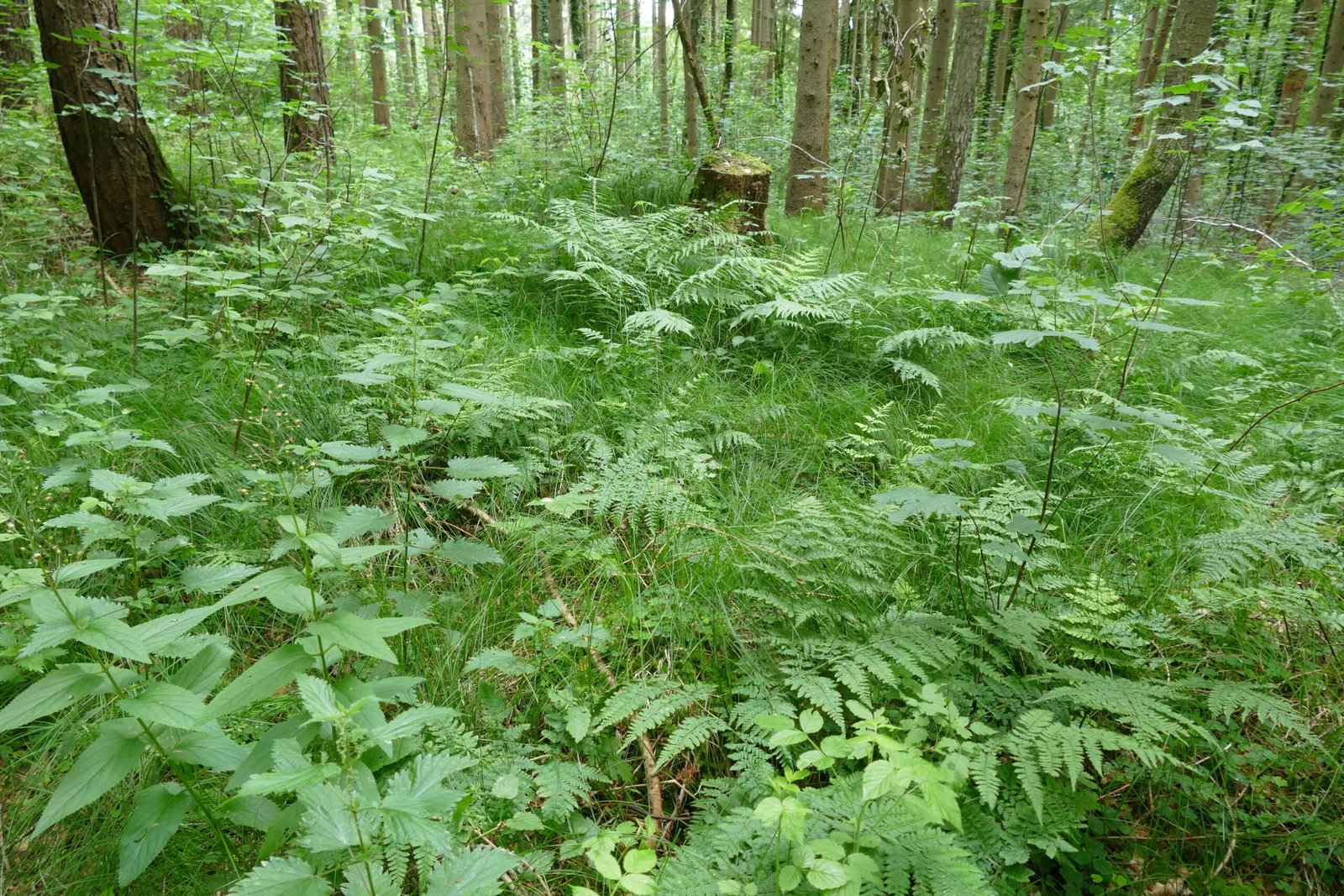 Exploring the Forest Floor (image credits: wikimedia)