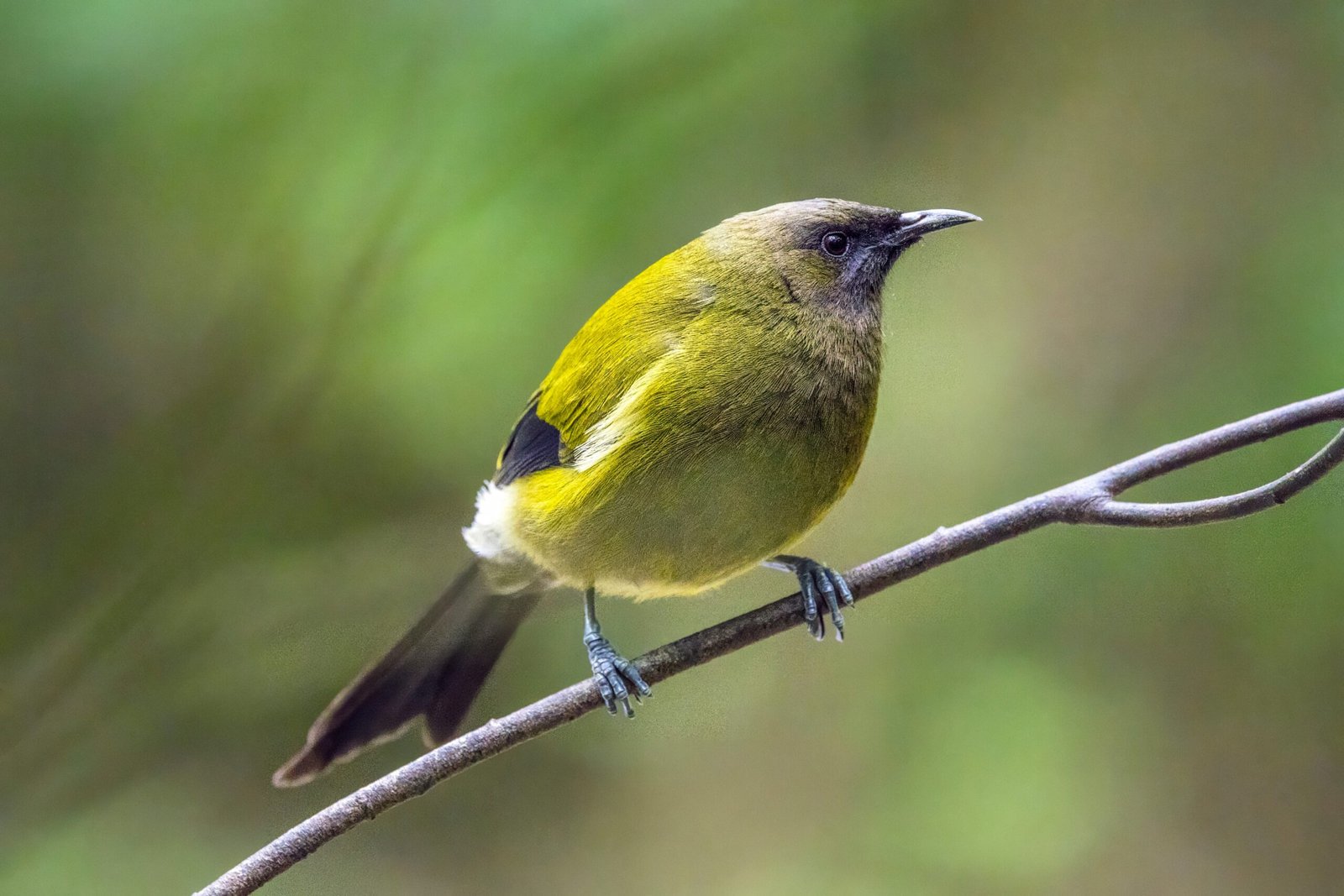 Unique Flora and Fauna (image credits: wikimedia)