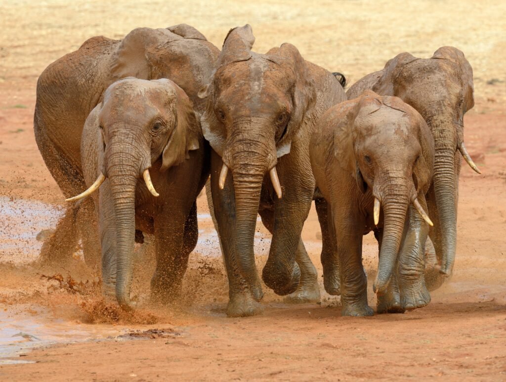 The Science of Animal Memory: How Do Elephants, Dolphins, and Crows Remember?