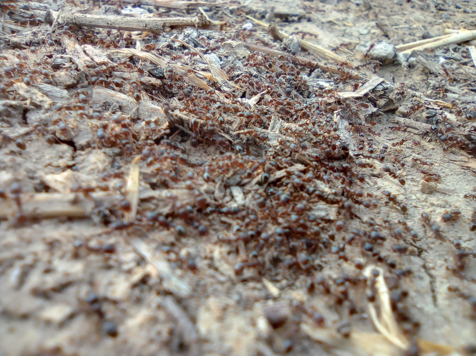 The Intricate Design of Ant Cities (image credits: wikimedia)