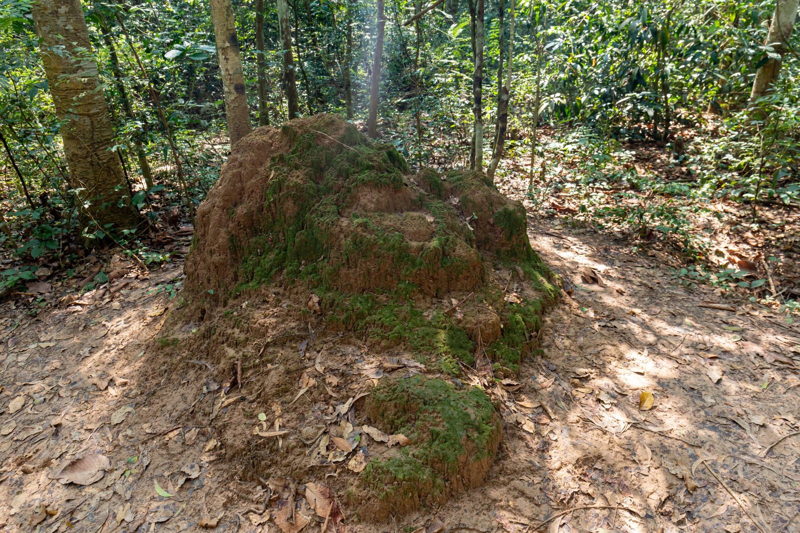 Lessons in Sustainability (image credits: wikimedia)