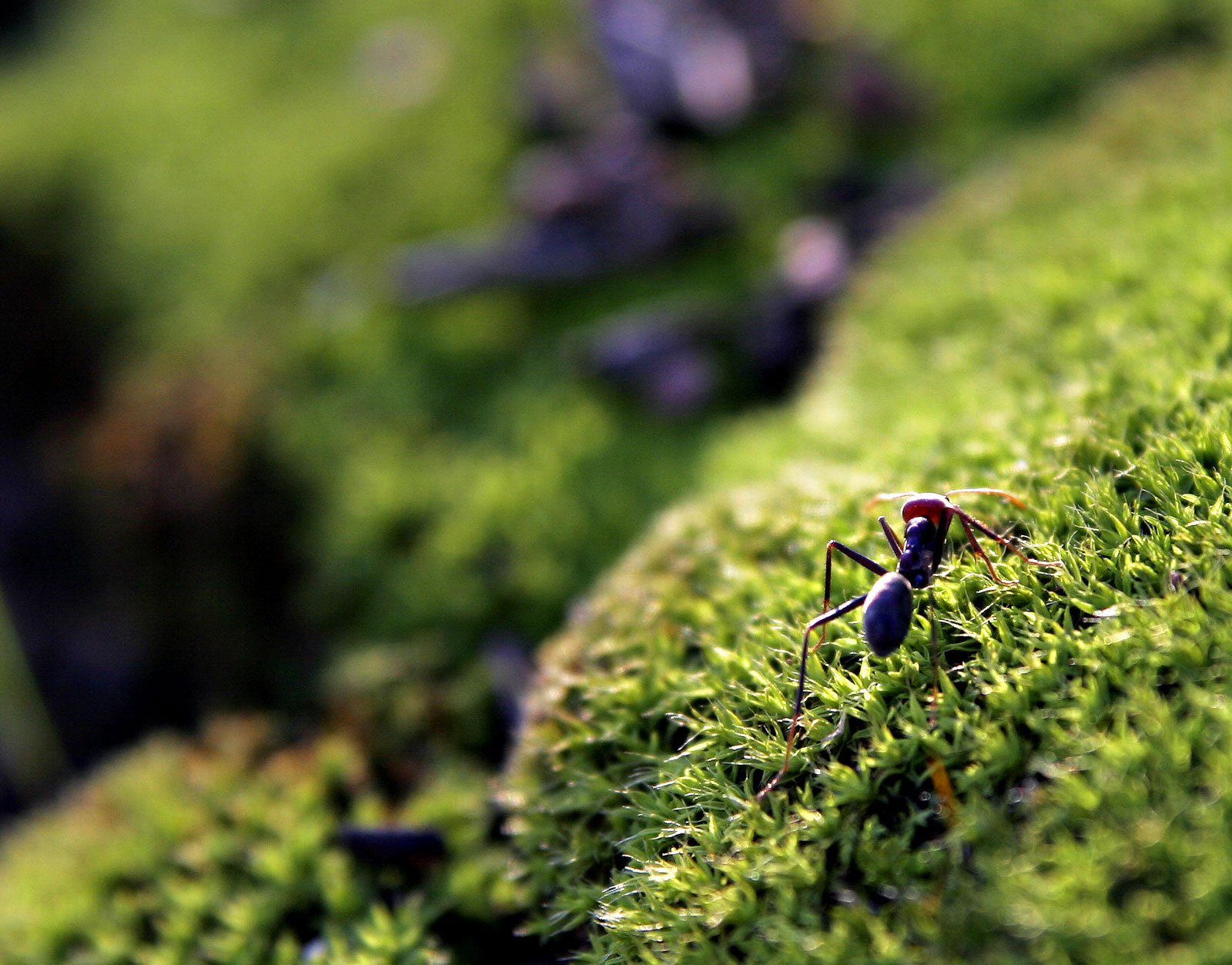 Communication: The Language of Ants (image credits: wikimedia)