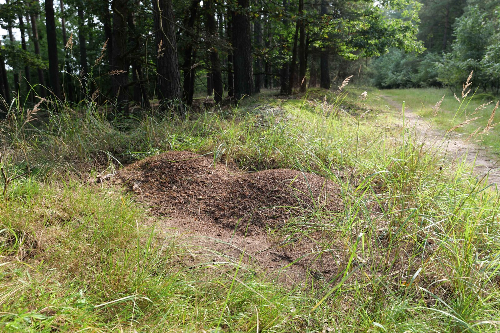 Challenges in Studying Ant Cities (image credits: wikimedia)