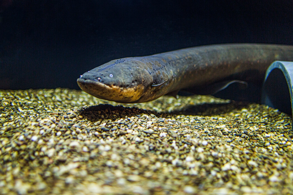 The Mystique of Electric Eels (image credits: rawpixel)