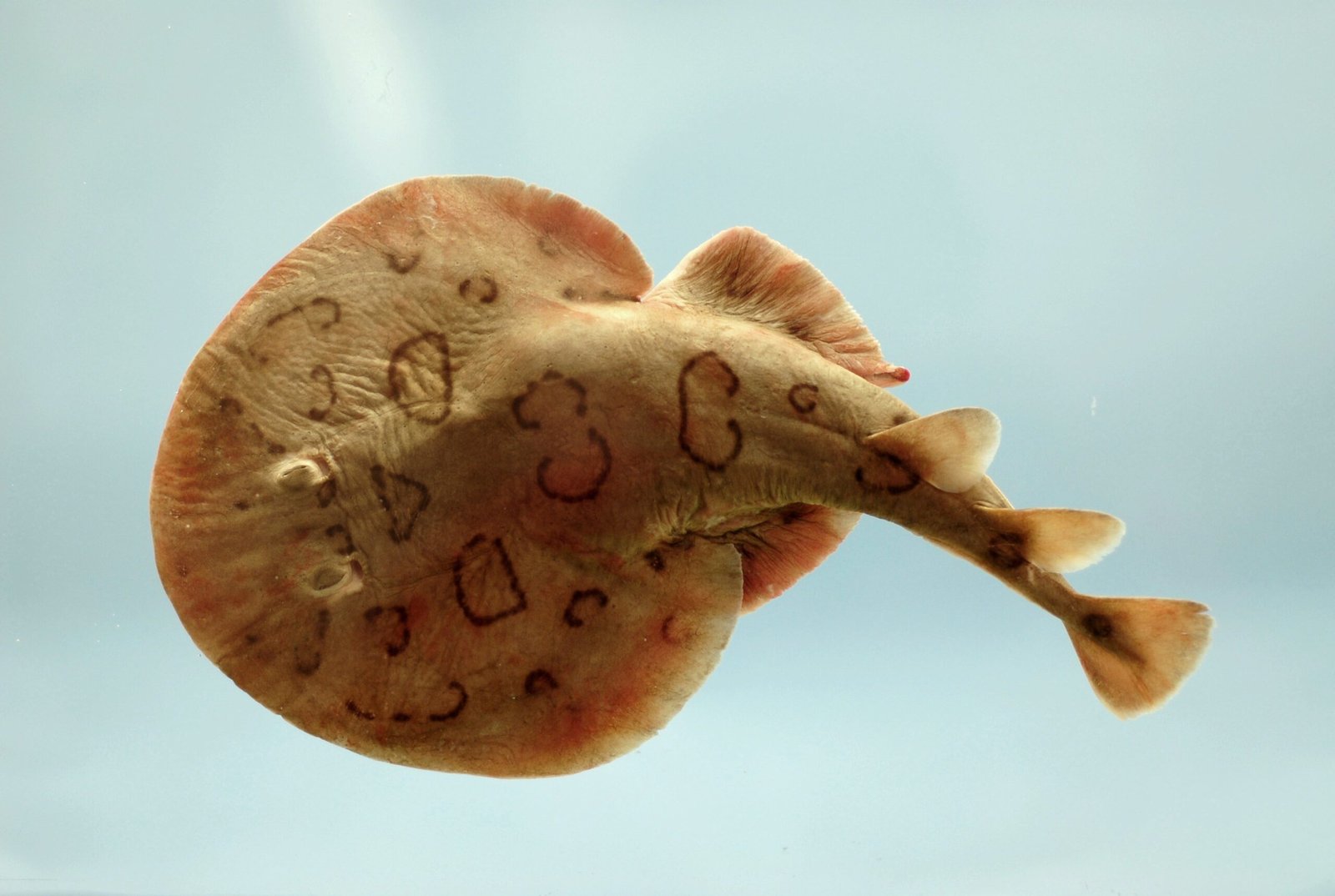 Electric Rays: The Underwater Powerhouses (image credits: wikimedia)