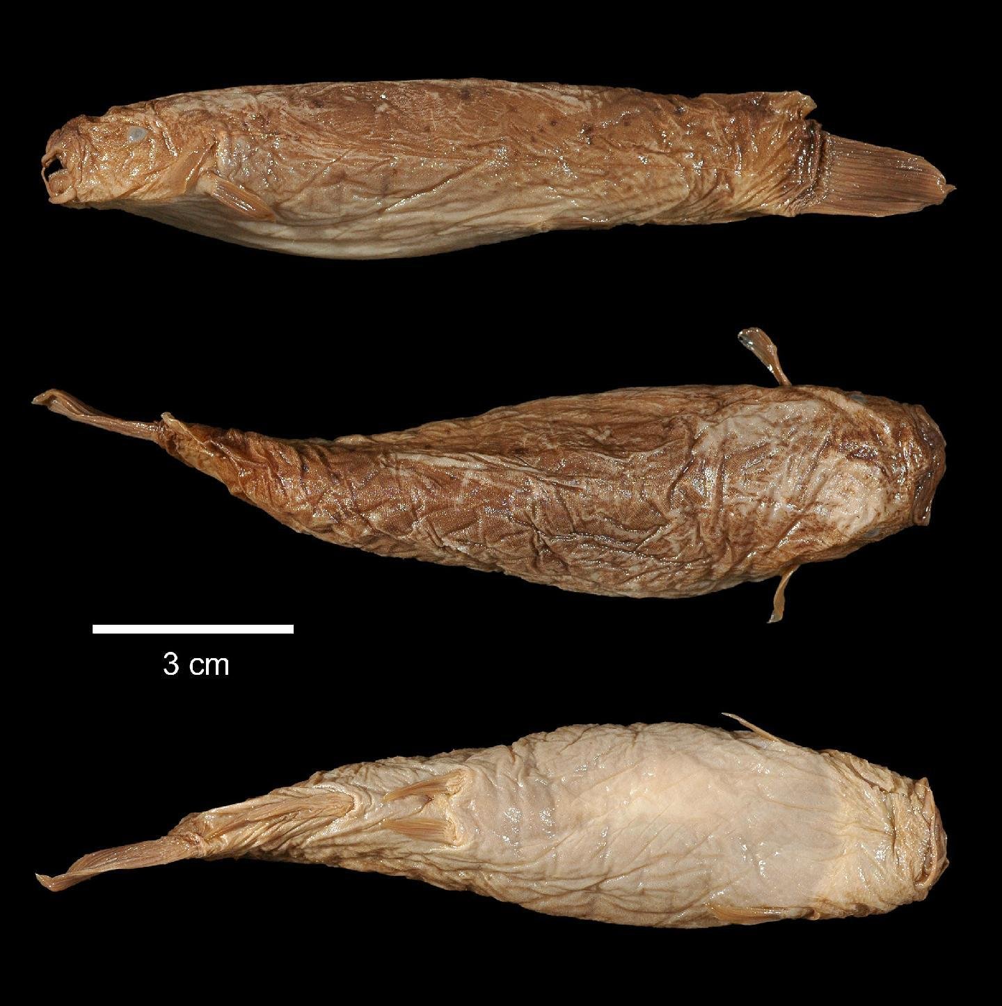 Stunning Shockers: The Electric Catfish (image credits: wikimedia)