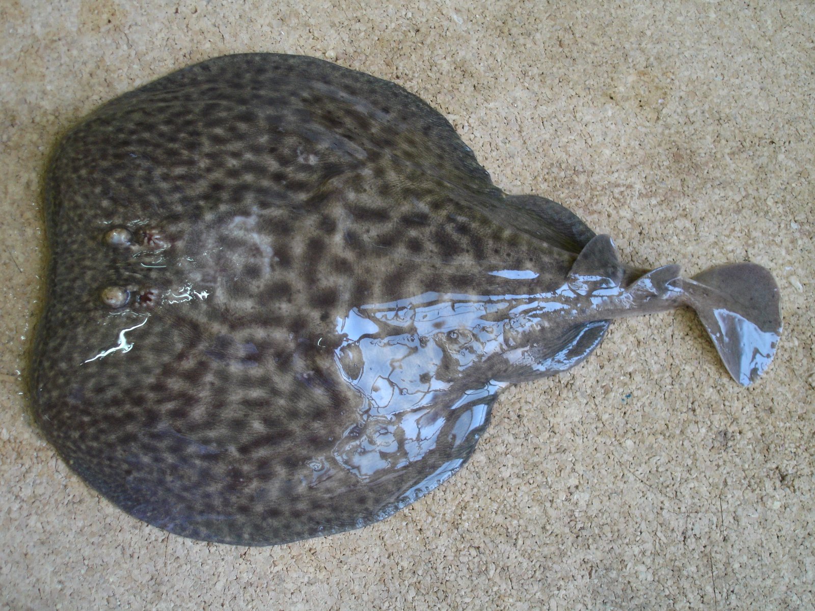 Bioelectricity in the Electric Torpedo (image credits: wikimedia)