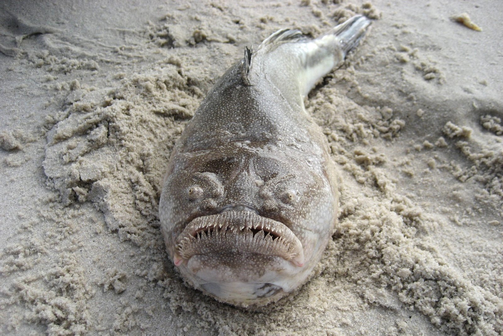 The Shocking Facts About Stargazers (image credits: wikimedia)