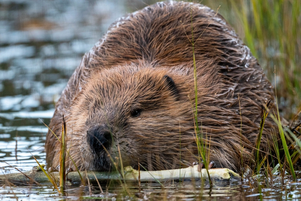 Beavers as Keystone Species (image credits: rawpixel)