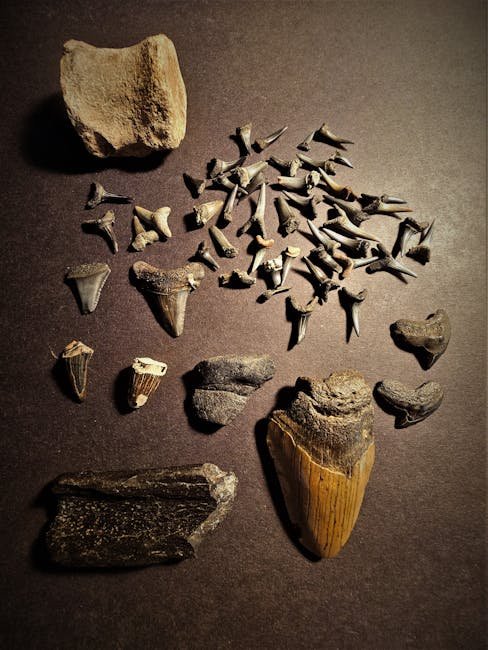 What Are Dragon’s Teeth Fossils? (image credits: pexels)