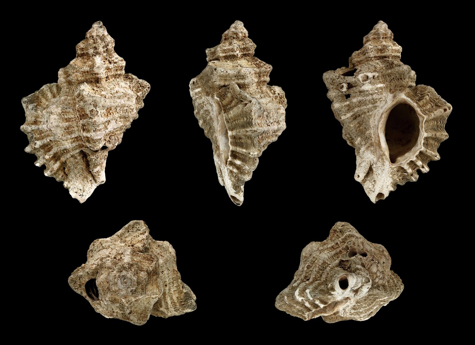 Geological Significance of the Fossils (image credits: wikimedia)