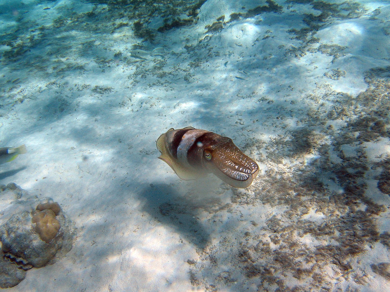 The Dynamic Skin of Cuttlefish (image credits: wikimedia)