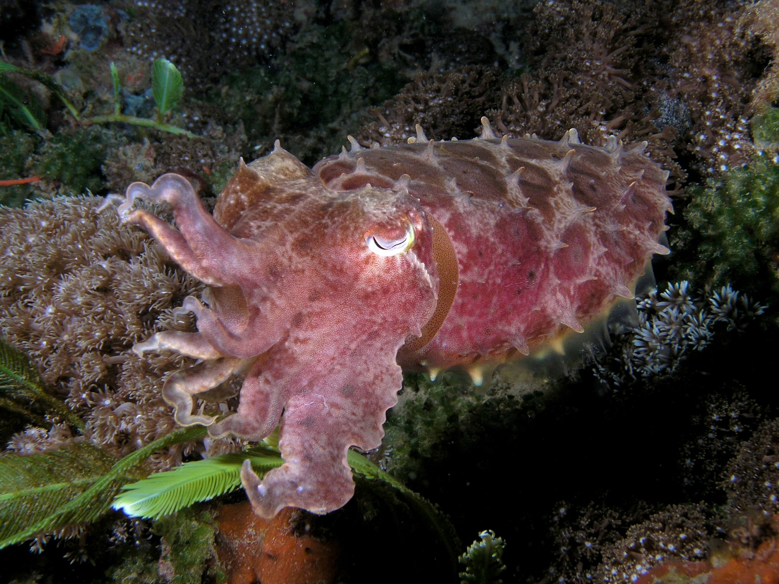 Cephalopods: Nature's Transformers (image credits: wikimedia)