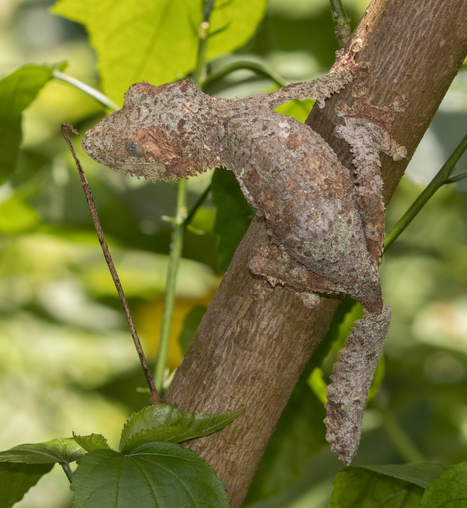 The Intriguing Case of the Leaf-Tailed Gecko (image credits: wikimedia)