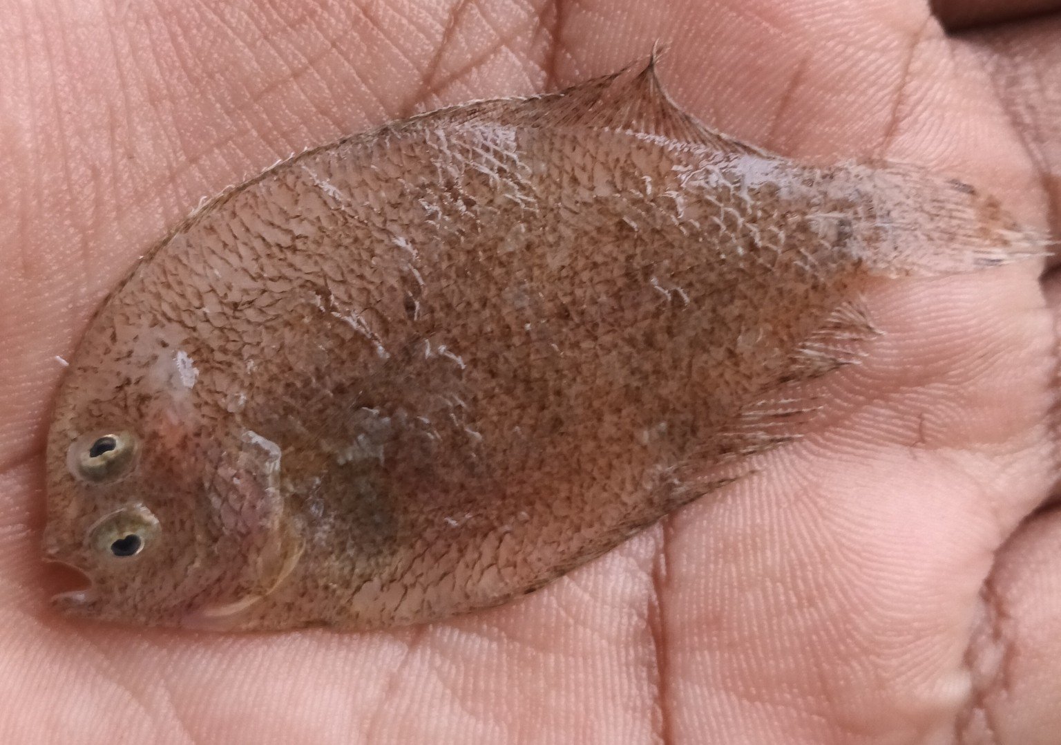 The Remarkable Adaptations of Flatfish (image credits: wikimedia)
