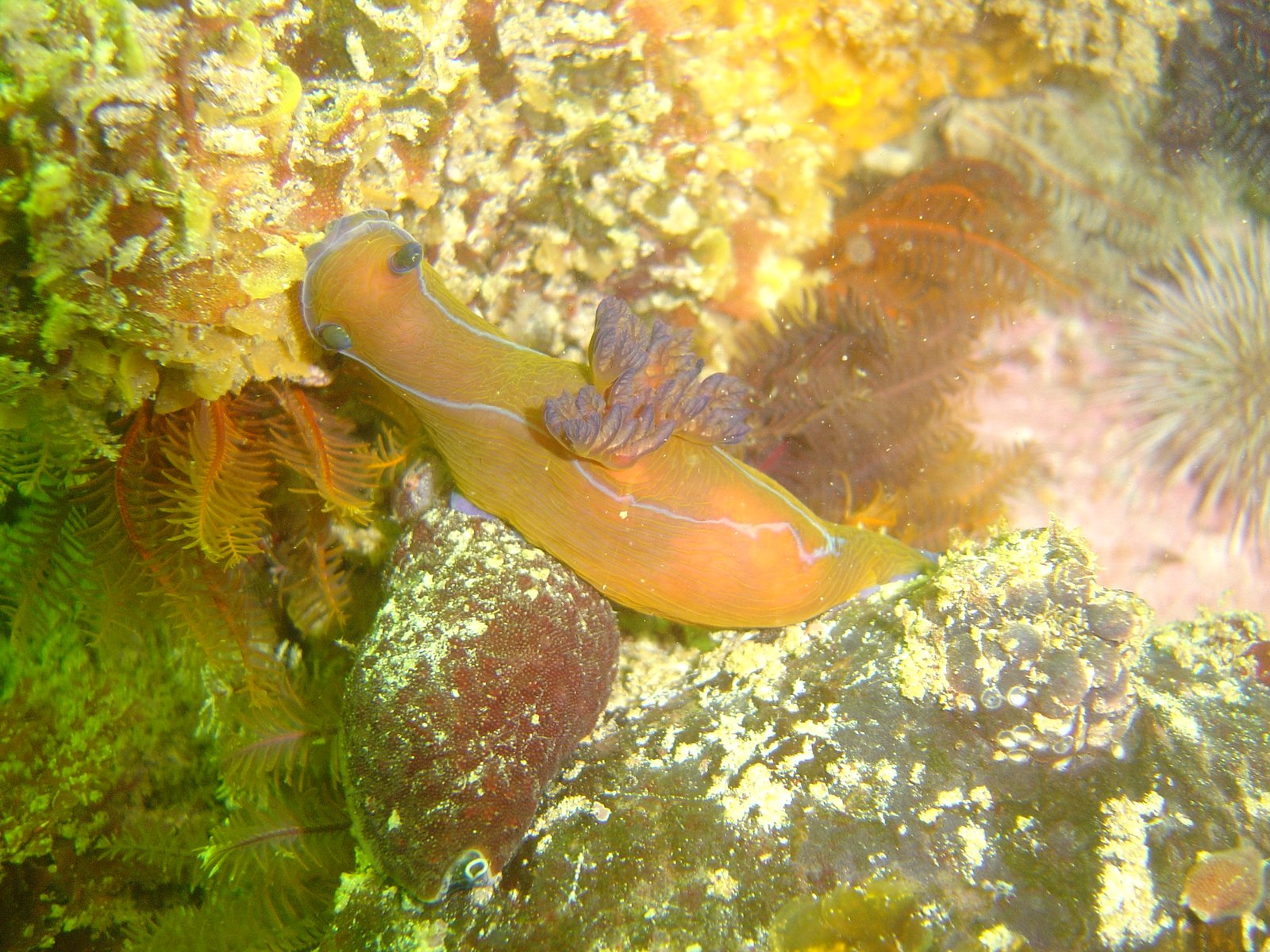 The Secretive Sea Slugs (image credits: wikimedia)