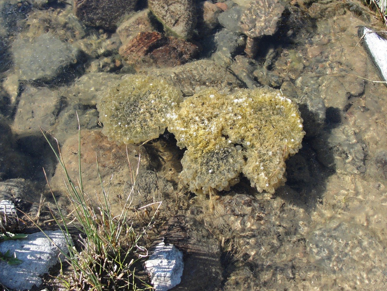 Challenges in Studying Frozen Frogs (image credits: wikimedia)