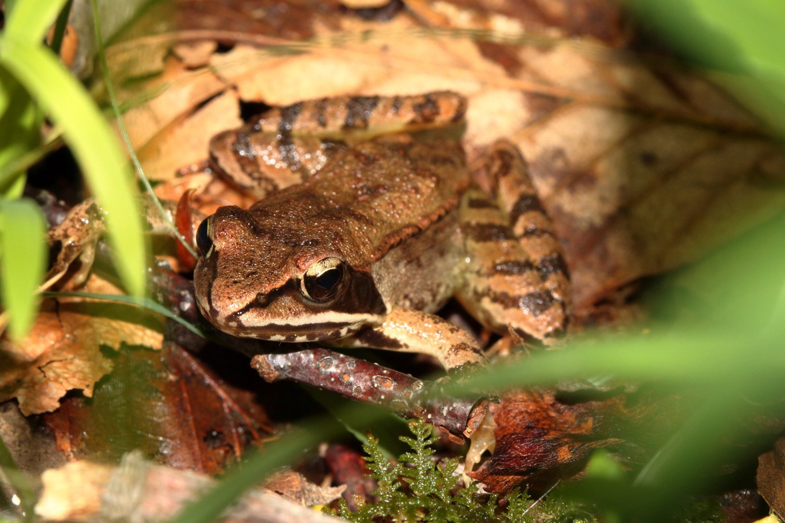 Fascination and Wonder (image credits: wikimedia)