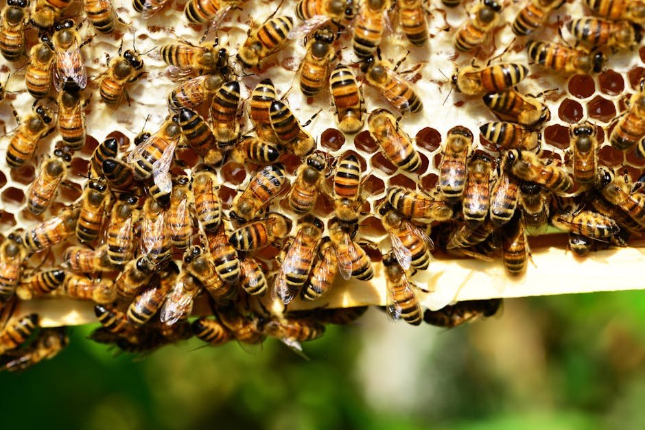 Innovations in Bee Technology (image credits: pexels)