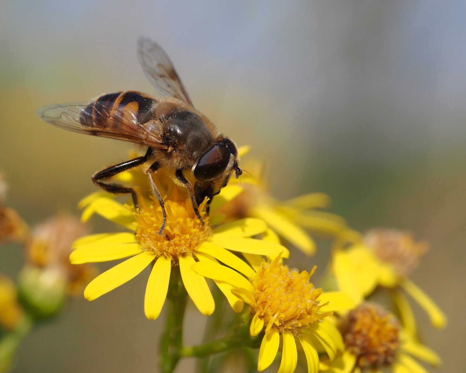 The Ethical Dimensions of Using Bees (image credits: wikimedia)