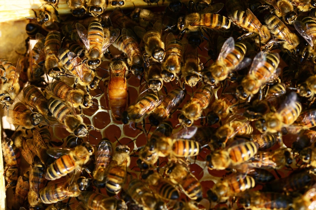 The Future of Bee Detection (image credits: rawpixel)
