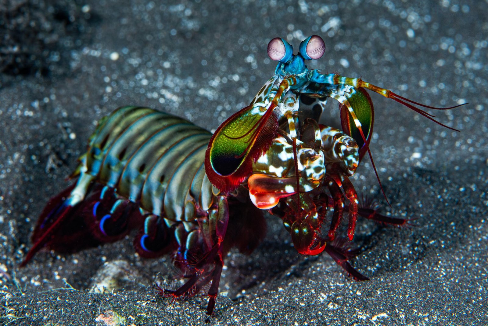 The Mantis Shrimp’s Social Signals (image credits: wikimedia)