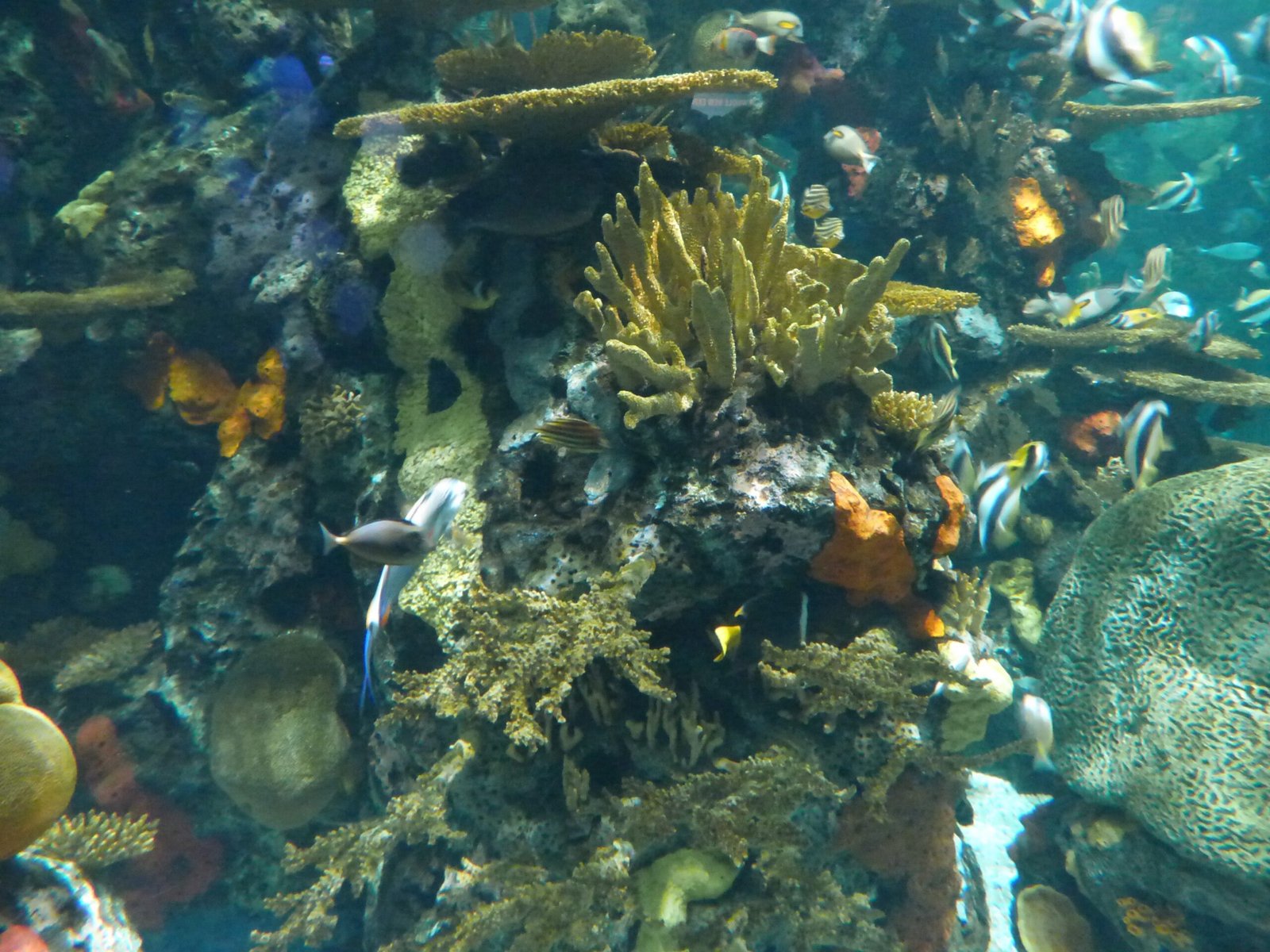 What Are Artificial Coral Reefs? (image credits: wikimedia)