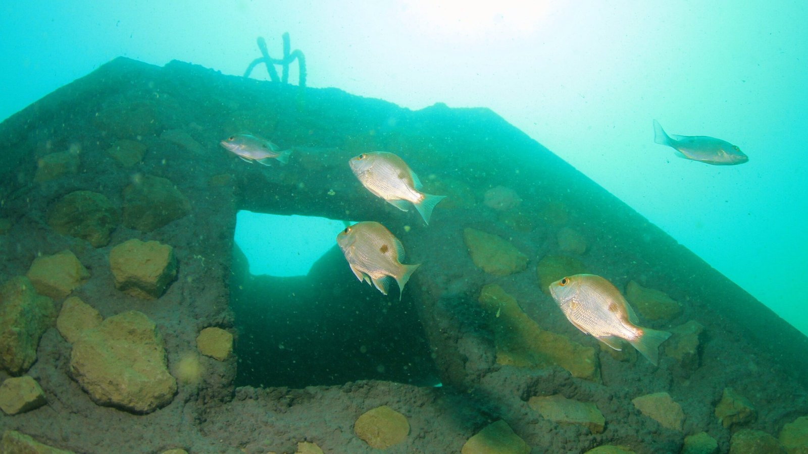 The Science Behind Artificial Reefs (image credits: wikimedia)