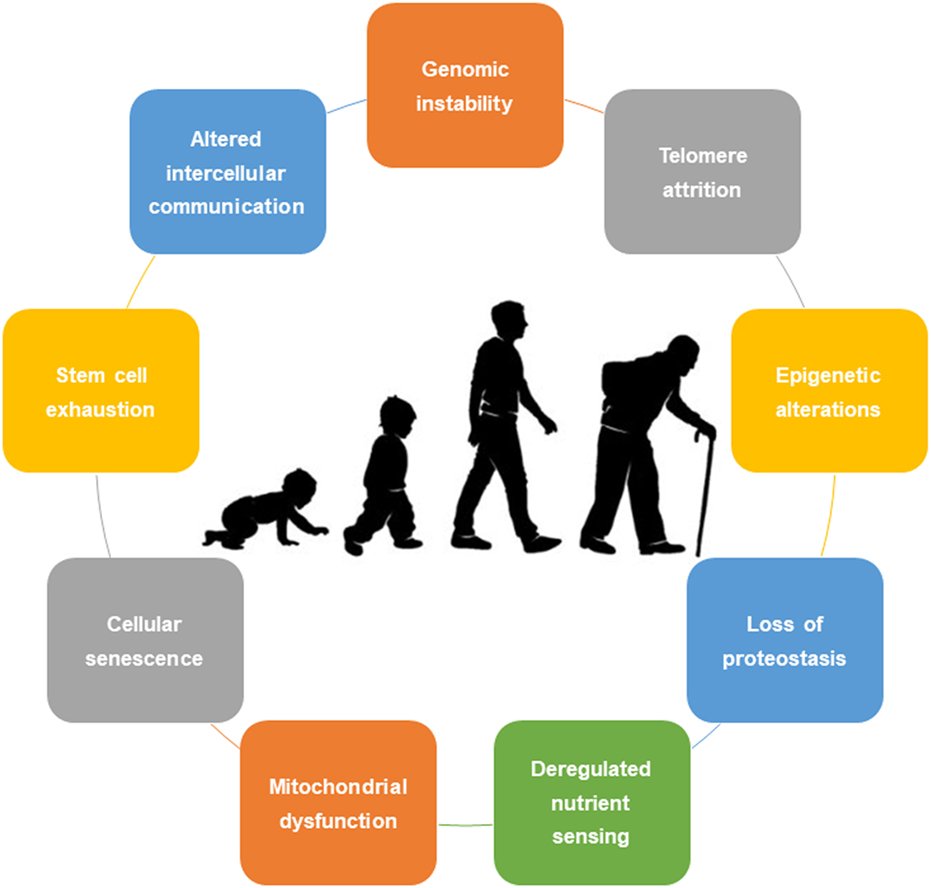 The Role of Telomeres in Aging (image credits: wikimedia)