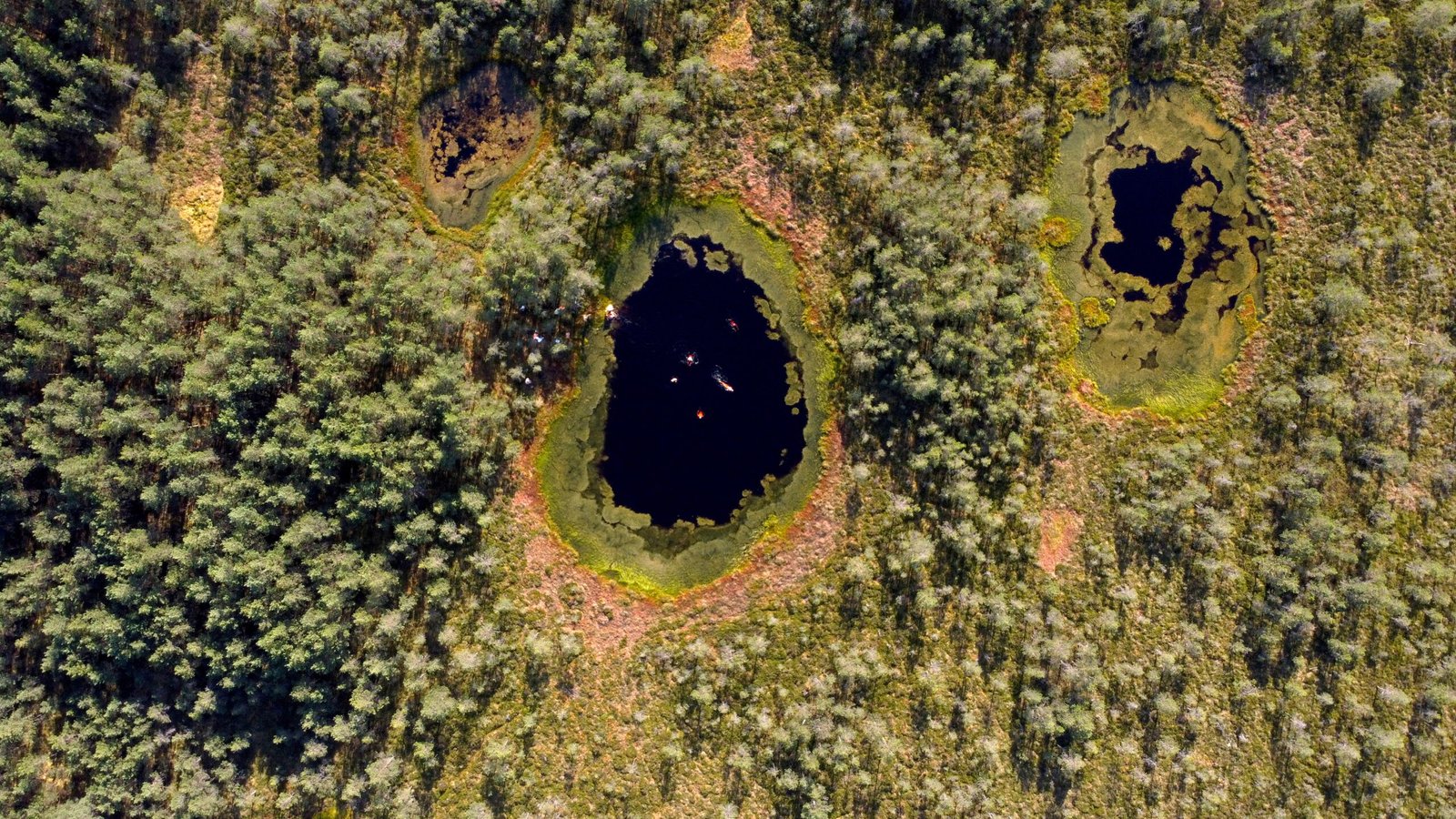 Peat Bogs vs. Rainforests (image credits: wikimedia)