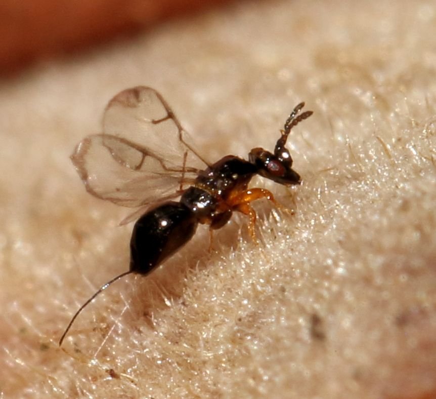The Tiny Heroes: Wasps in the Spotlight (image credits: wikimedia)